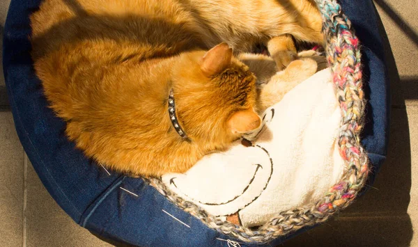 고양이는 발코니에서 고양이가 침대에 있어요 — 스톡 사진