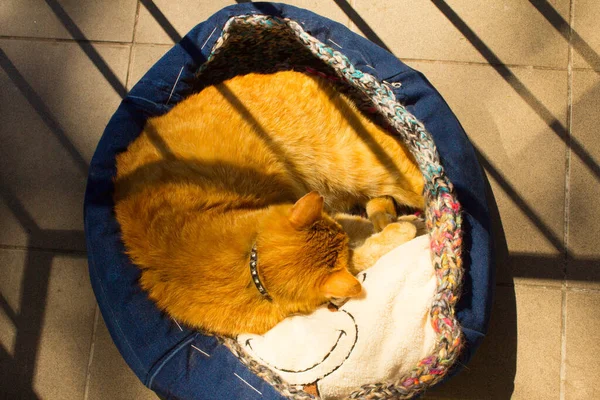 Red Cat Sleeps Balcony Cat Bed — Fotografia de Stock