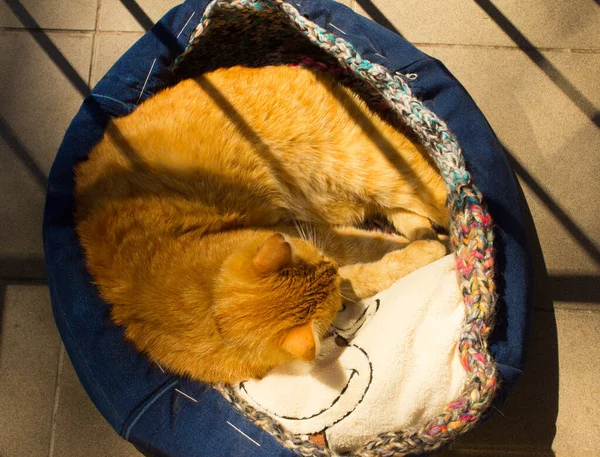 Κόκκινη Γάτα Κοιμάται Στο Μπαλκόνι Γάτα Είναι Στο Κρεβάτι — Φωτογραφία Αρχείου