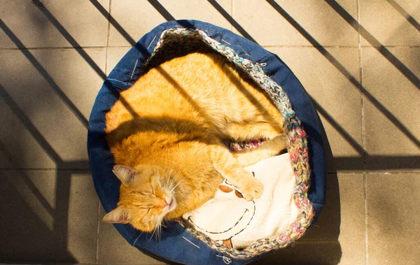 Red Cat Sleeps Balcony Cat Bed — Fotografia de Stock