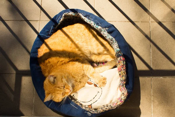 Red Cat Sleeps Balcony Cat Bed — 스톡 사진