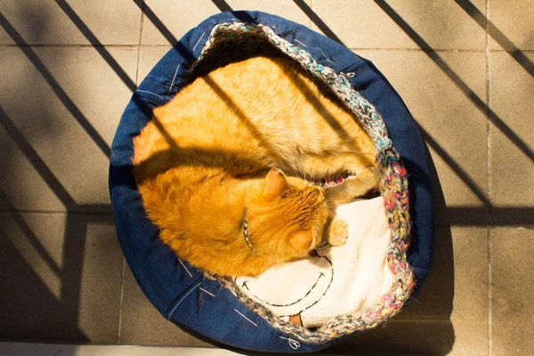 Gato Vermelho Dorme Varanda Gato Está Cama — Fotografia de Stock