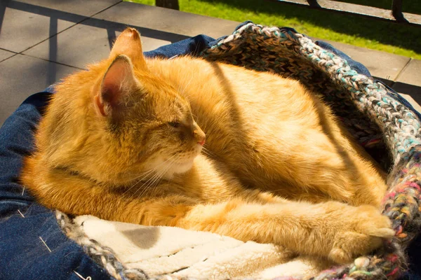 Red Cat Sleeps Balcony Cat Bed — ストック写真