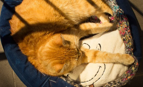 Red Cat Sleeps Balcony Cat Bed — 스톡 사진