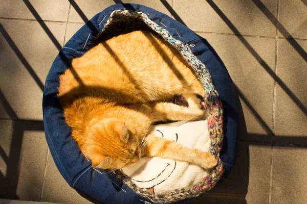 Gato Vermelho Dorme Varanda Gato Está Cama — Fotografia de Stock