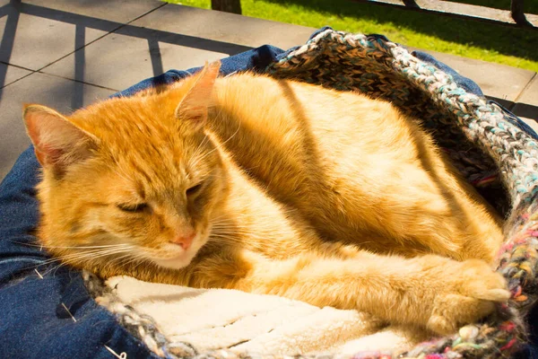 Gato Vermelho Dorme Varanda Gato Está Cama — Fotografia de Stock