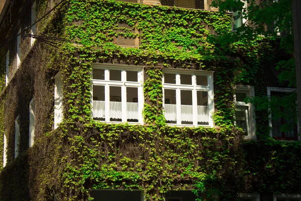 Beautiful house. House with ivy. Nice window.