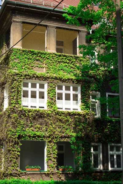 Beautiful house. House with ivy. Nice window.