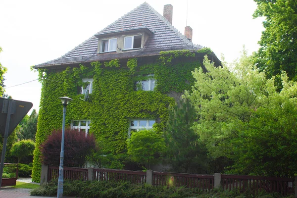 Beautiful house. House with ivy. Nice window.