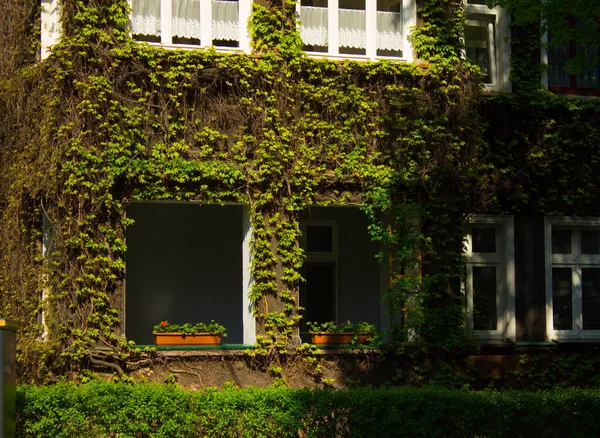 Beautiful house. House with ivy. Nice window.