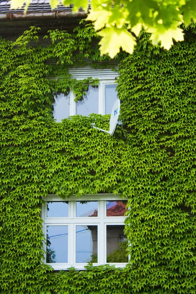 Beautiful house. House with ivy. Nice window.