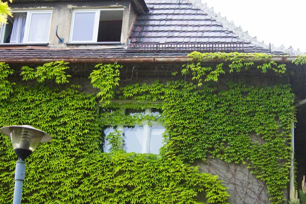 Beautiful house. House with ivy. Nice window.