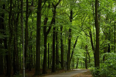 Ormandaki güzel yol. Güzel manzara. Arkaplan.