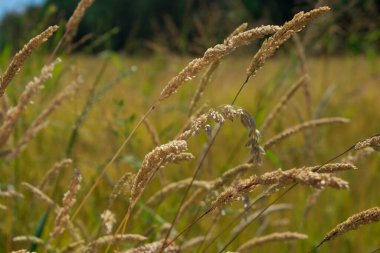 Buğday tarlasında mavi çiçekler. Arkaplan.