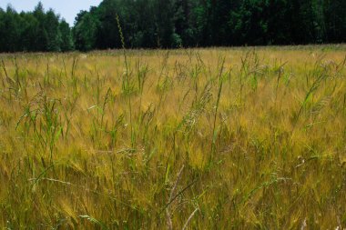 Buğday tarlasında mavi çiçekler. Arkaplan.