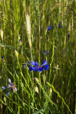 Buğday tarlasında mavi çiçekler. Arkaplan.