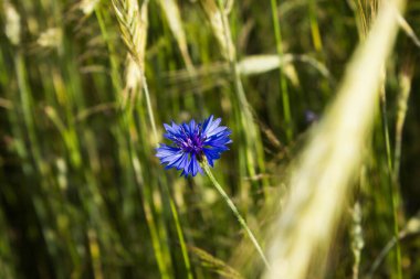 Buğday tarlasında mavi çiçekler. Arkaplan.