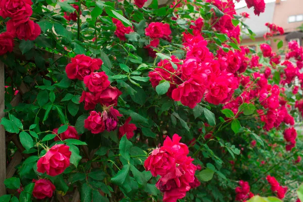Scarlet Rose Buds Beautiful Flowers Background Texture — ストック写真