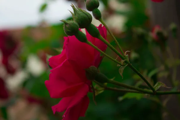 Scarlet Rose Buds Beautiful Flowers Background Texture — Φωτογραφία Αρχείου