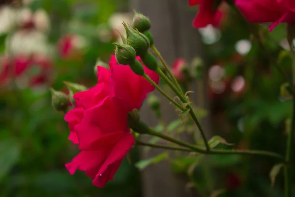 Scarlet Rose Buds Beautiful Flowers Background Texture — 图库照片