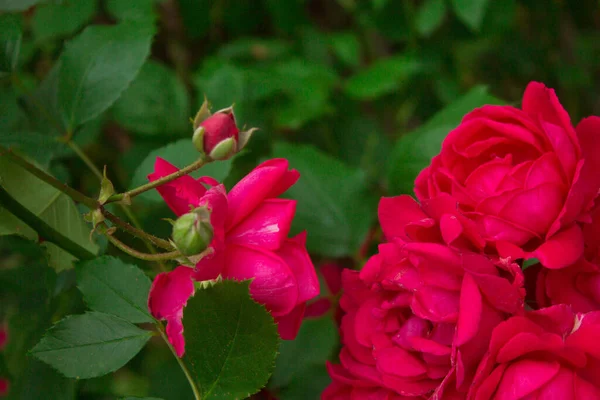 Scarlet Rose Buds Beautiful Flowers Background Texture — Φωτογραφία Αρχείου
