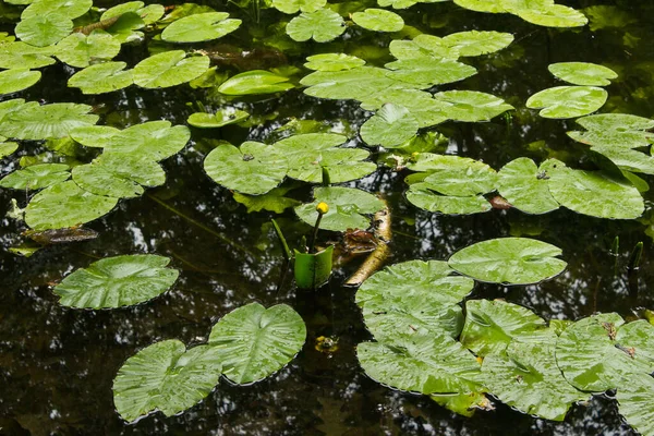 Lilies Pond Beautiful Landscape Background Texture — 스톡 사진