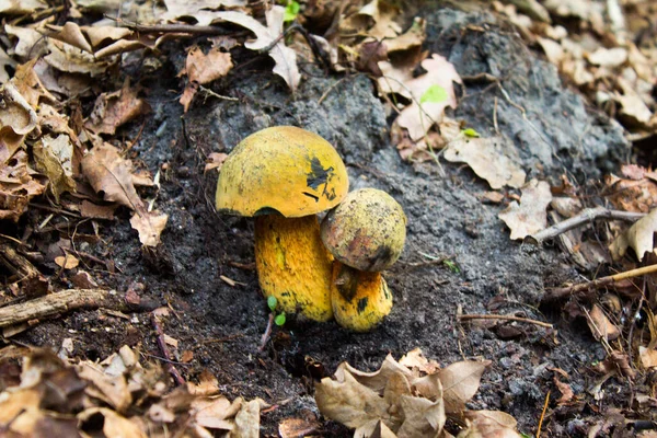 Two Mushrooms Forest Beautiful Mushrooms Background Texture — Foto de Stock