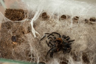 Spider in the web. Beautiful house spider. Background. Texture.