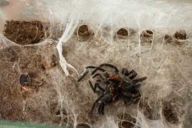 Spider in the web. Beautiful house spider. Background. Texture.