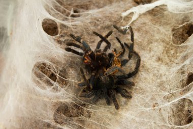 Spider in the web. Beautiful house spider. Background. Texture.