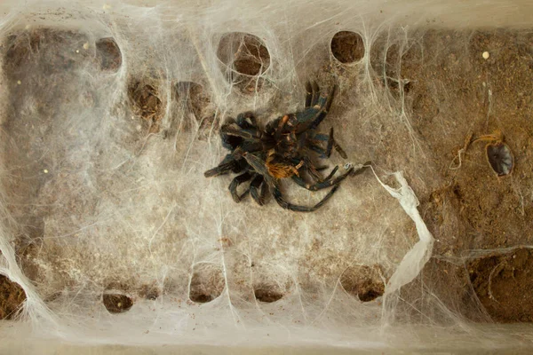 Spider Web Beautiful House Spider Background Texture — ストック写真