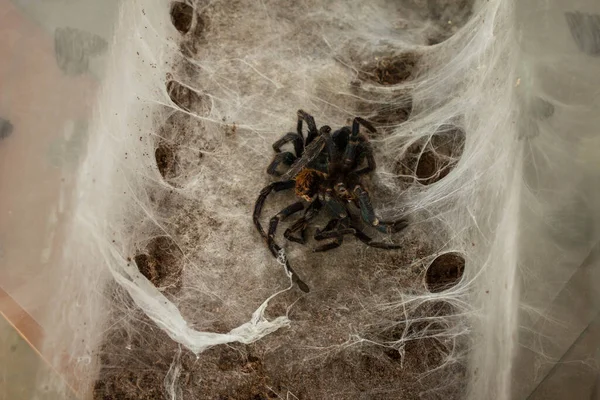 Spider in the web. Beautiful house spider. Background. Texture.