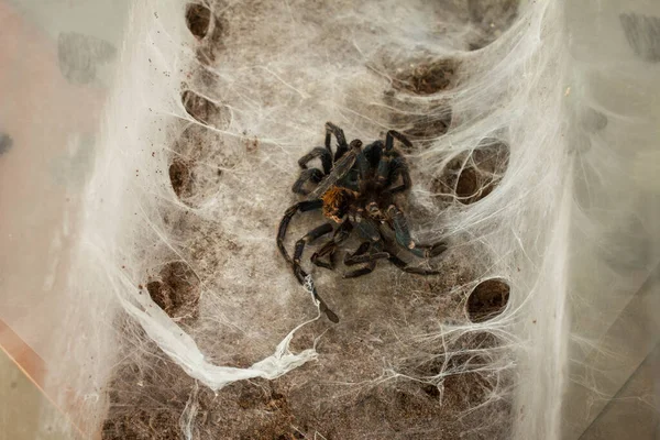 Spider Web Beautiful House Spider Background Texture — Fotografia de Stock