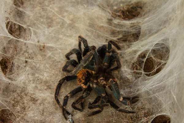 Spider Web Beautiful House Spider Background Texture — Fotografia de Stock