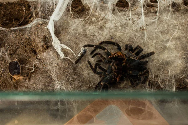 Spider Web Beautiful House Spider Background Texture — Fotografia de Stock