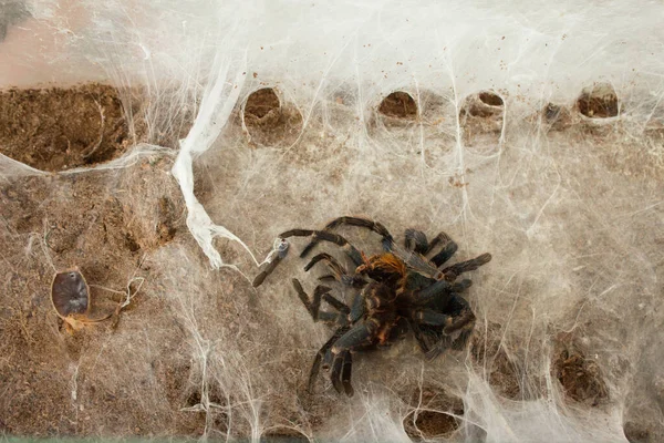 Spider Web Beautiful House Spider Background Texture — Stock fotografie