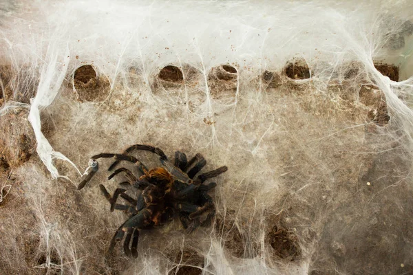 Spider Web Beautiful House Spider Background Texture — Stock fotografie