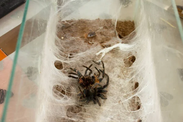 Spider Web Beautiful House Spider Background Texture — Stockfoto