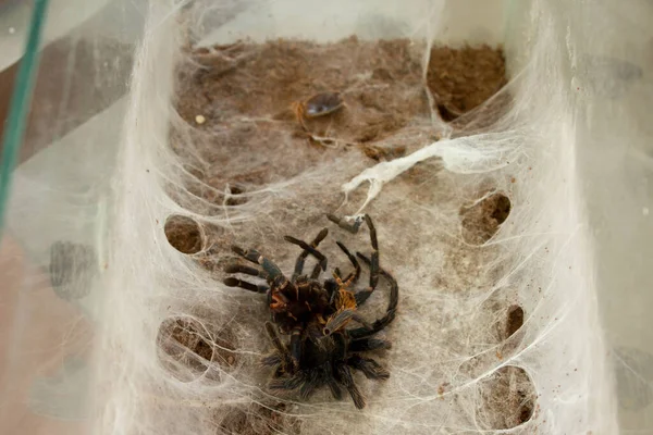 Spider Web Beautiful House Spider Background Texture — Zdjęcie stockowe