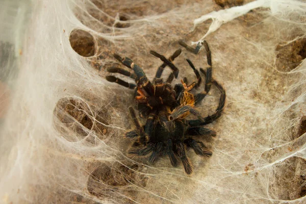 Spider Web Beautiful House Spider Background Texture — Stok Foto