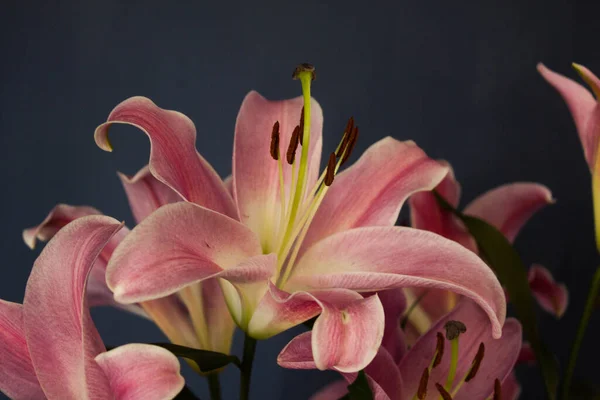 Beautiful Bouquet Flowers Lilies Dark Background Background Texture — Photo