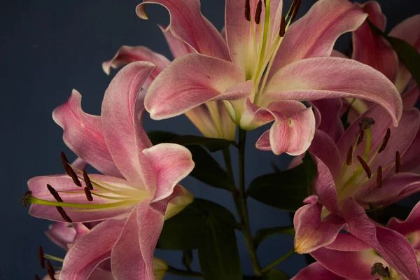 Beautiful Bouquet Flowers Lilies Dark Background Background Texture — Stock fotografie