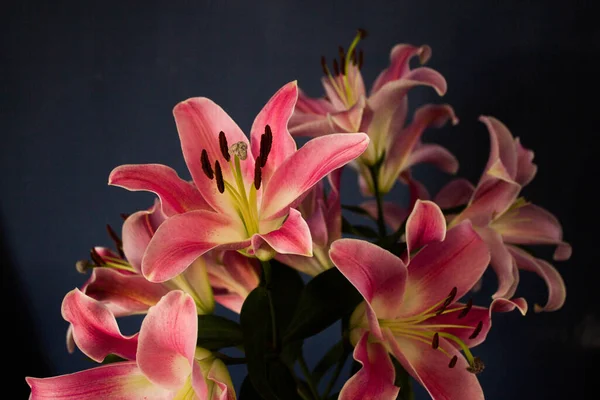 Beautiful Bouquet Flowers Lilies Dark Background Background Texture — Zdjęcie stockowe