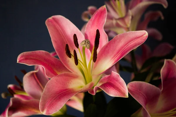 Beautiful Bouquet Flowers Lilies Dark Background Background Texture — Zdjęcie stockowe