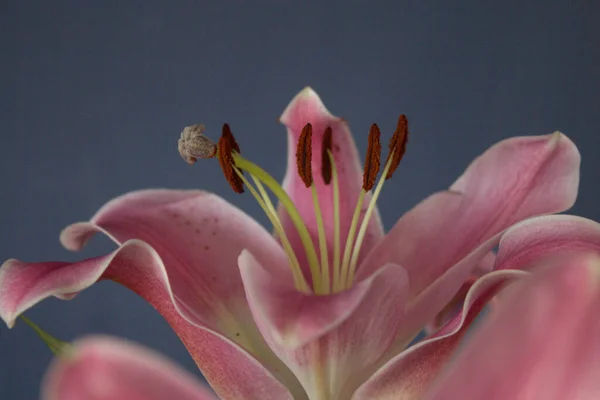 Beautiful Bouquet Flowers Lilies Dark Background Background Texture — Stok fotoğraf