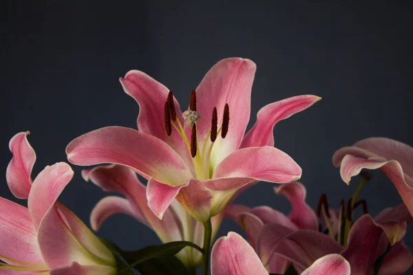 Beautiful Bouquet Flowers Lilies Dark Background Background Texture — Stock fotografie