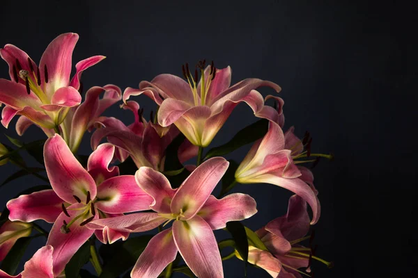 Прекрасный Букет Цветов Лилии Тёмном Фоне Фон Текстура — стоковое фото