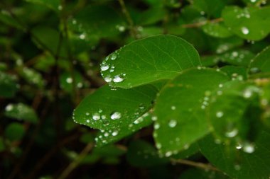 Drops of water on a plant. Wet leaves. Background. Texture.