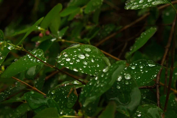 Drops Water Plant Wet Leaves Background Texture — Fotografia de Stock