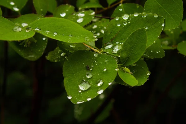 Drops Water Plant Wet Leaves Background Texture —  Fotos de Stock